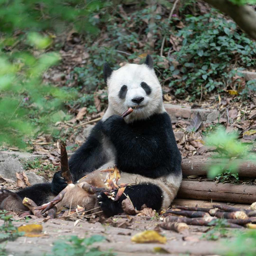 成都必去景点：大熊猫繁育研究基地