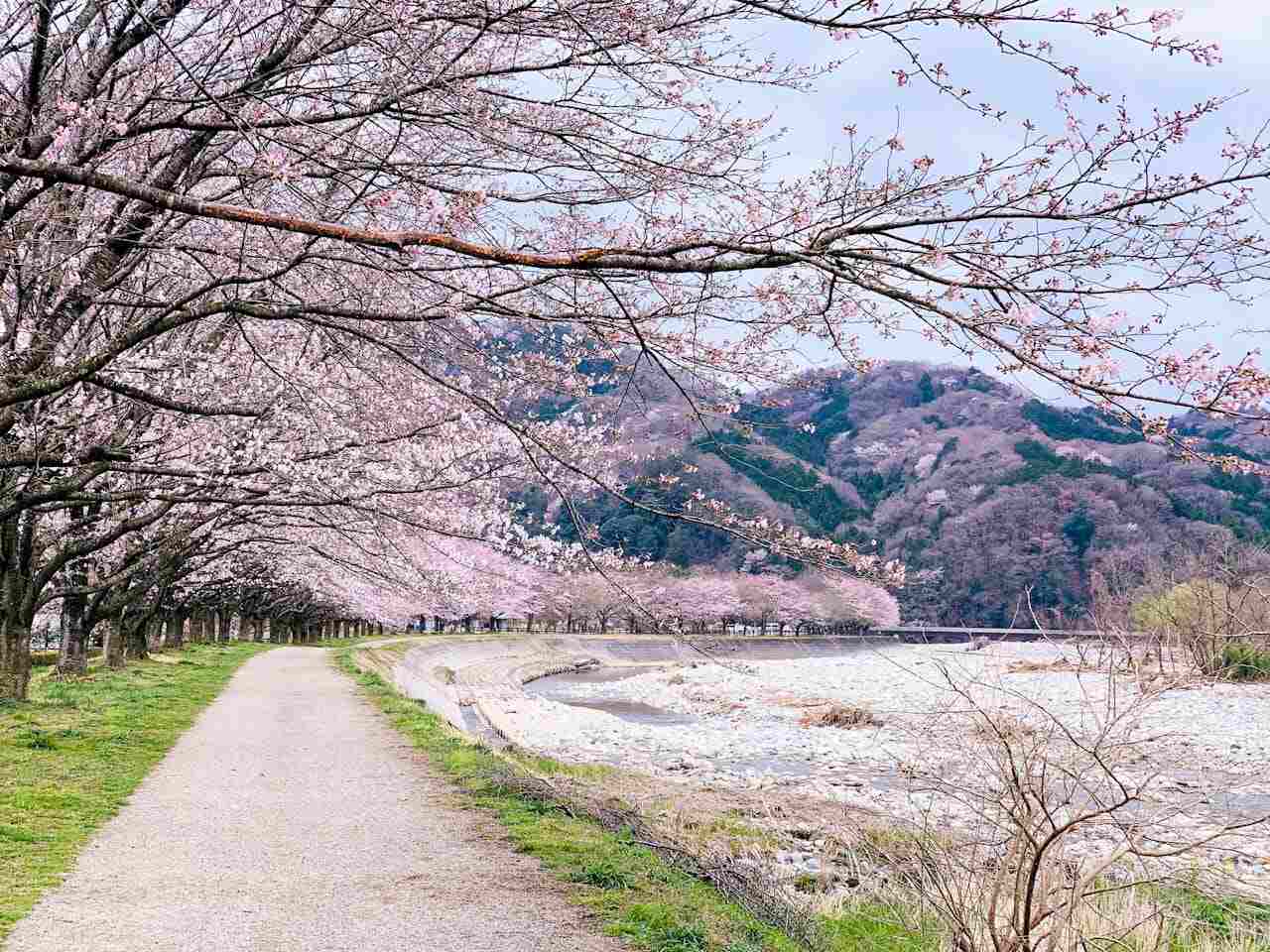 Blühende Kirschbäume in einem Park in Kanuma, Tochigi, Japan
