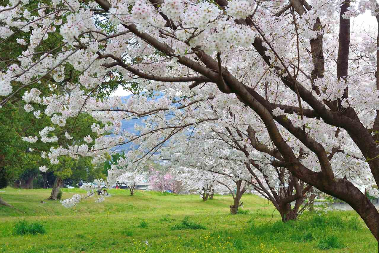 Kirschblüte im Ohori-Park in Fukuoka, Japan