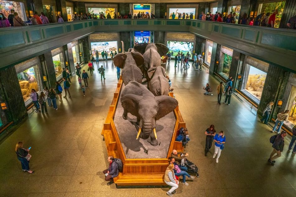 Besucher rund um nachgebildete Elefanten in einer Galerie des Naturhistorischen Museums in New York City