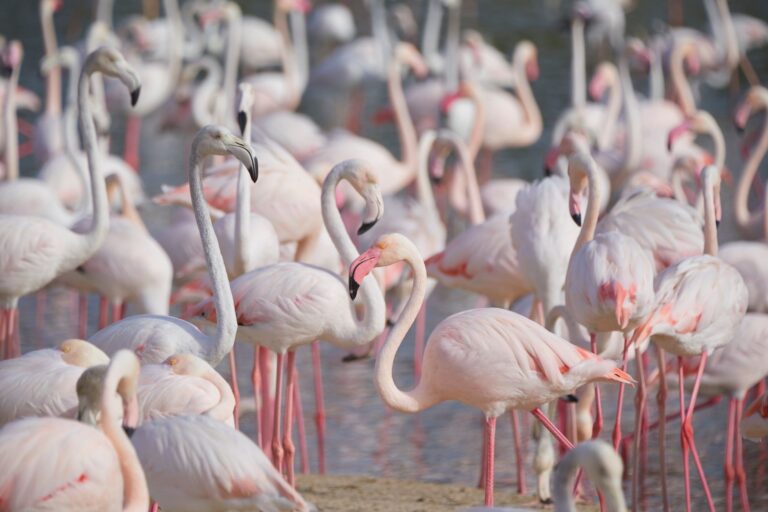 Rosa Flamingos im Sand