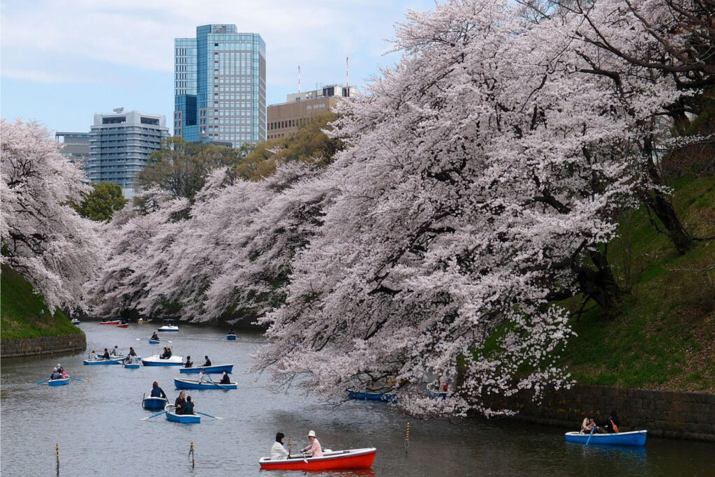 Viaja en abril y disfruta la floración de cerezos en Japón