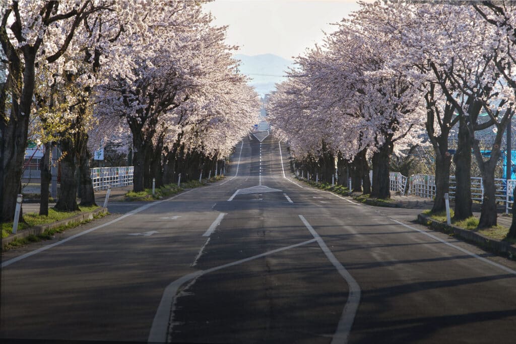 Flores de Cerezo, un evento natural único para viajar en mayo, Japón