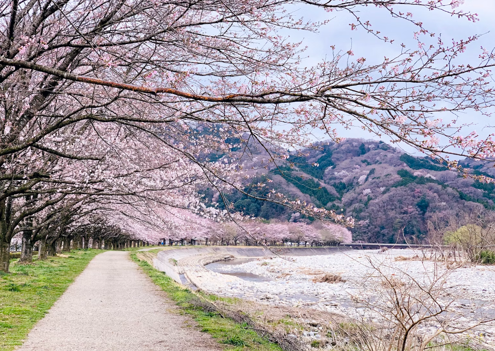 Viajar en primavera a Japón
