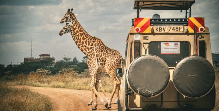 Safari en África
