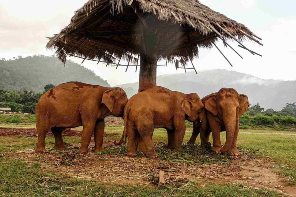 Un groupe d'éléphants dans un sanctuaire en Thaïlande