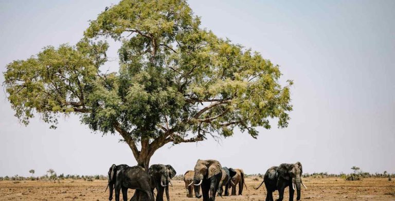 Elefanti liberi nella natura in Kenya