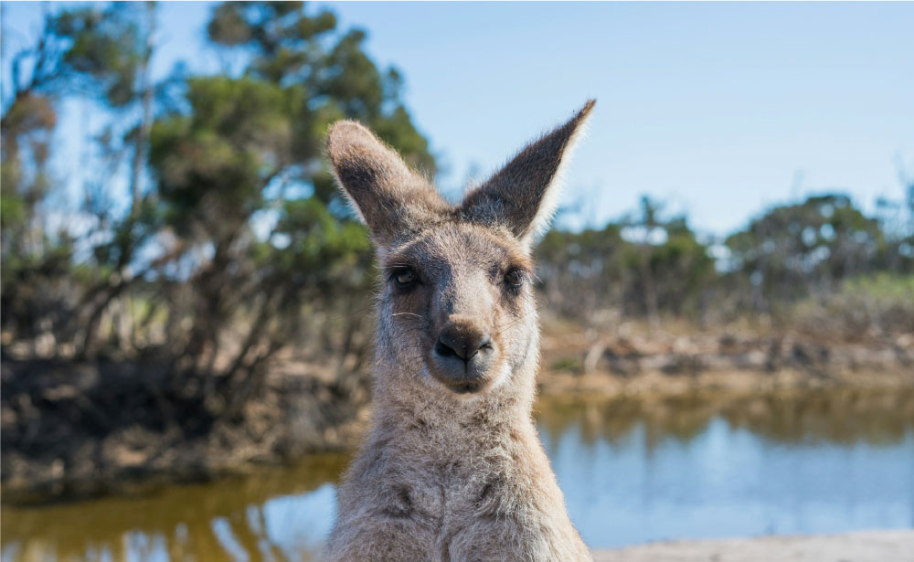 オーストラリアのカンガルーのクローズアップ写真。背景には自然の風景が広がっている。