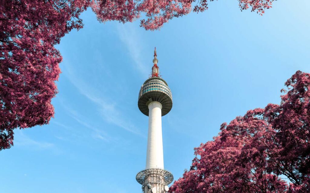 ソウルの南山タワーを見上げた写真。桜色の木々に囲まれたタワーが青空に映えている。