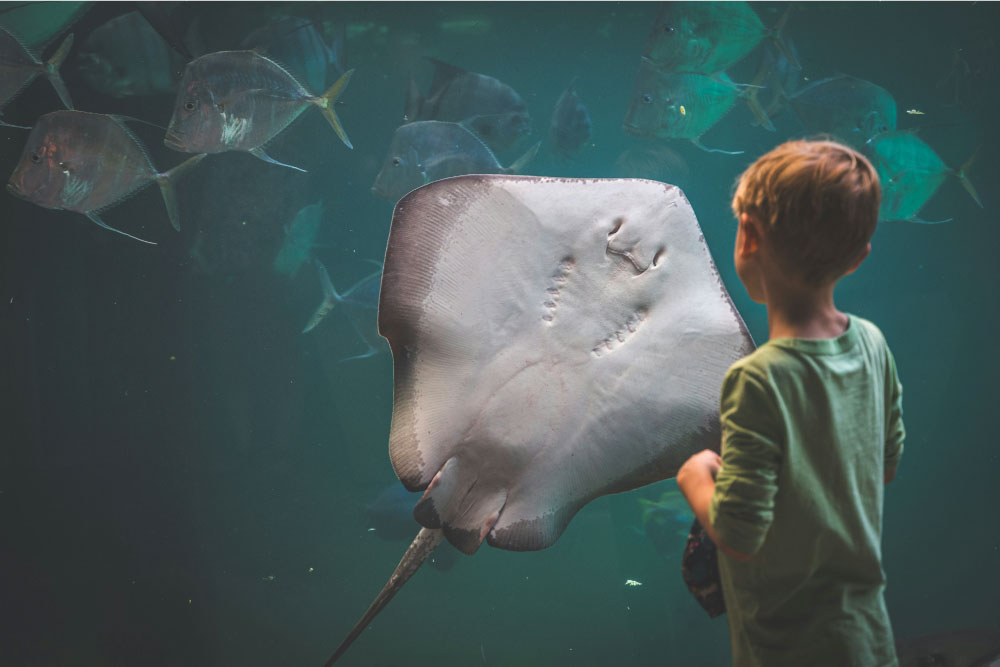 水族館でエイを観察する少年の背後からの写真。少年は驚きと興味を持って、ガラス越しに泳ぐ大きなエイをじっと見つめている。