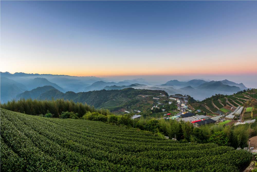 日の出時の山間の茶畑、遠くに広がる山々と美しい景色