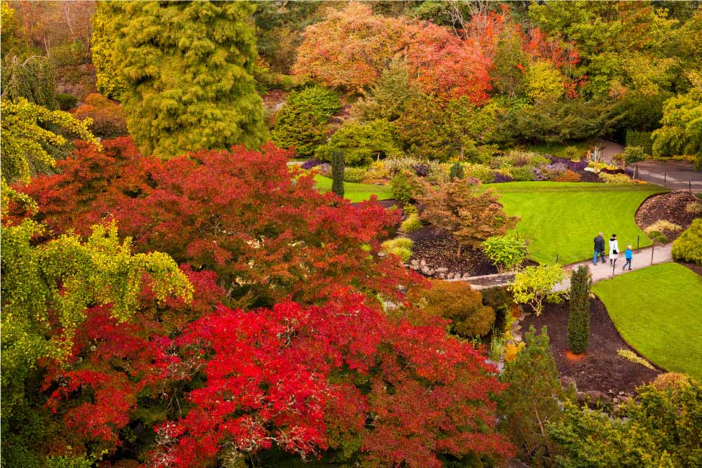 イーンエリザベスパークの秋の景色。この公園は鮮やかな秋の色彩で知られており、多彩な植物と緑豊かな木々が訪れる人々を魅了します。歩道は庭園を通じてゆったりと曲がりくねり、自然の美しさを堪能するのに最適な場所