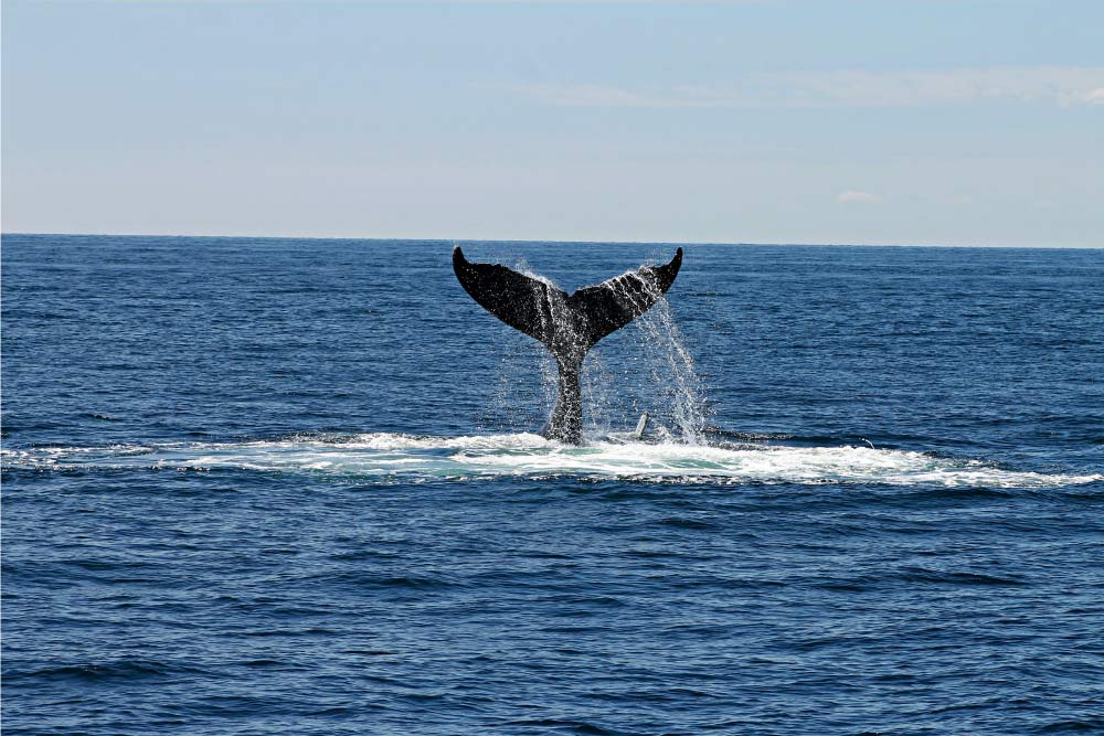 クジラの尾が水面から現れ、水しぶきを上げながら海に戻る瞬間の美しい光景。