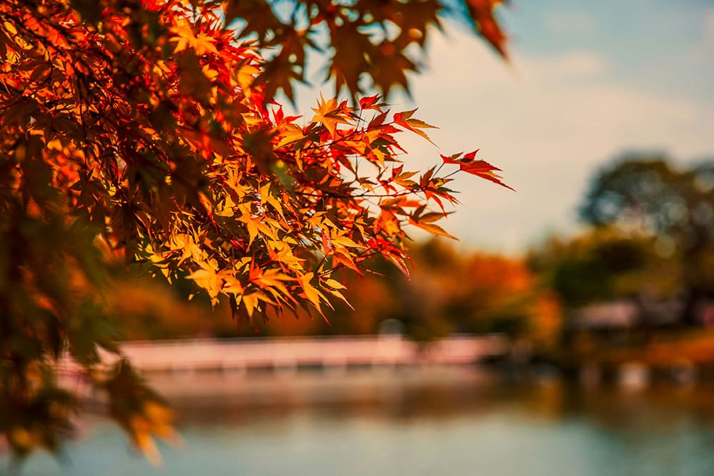 世界の紅葉 東アジアの紅葉スポット