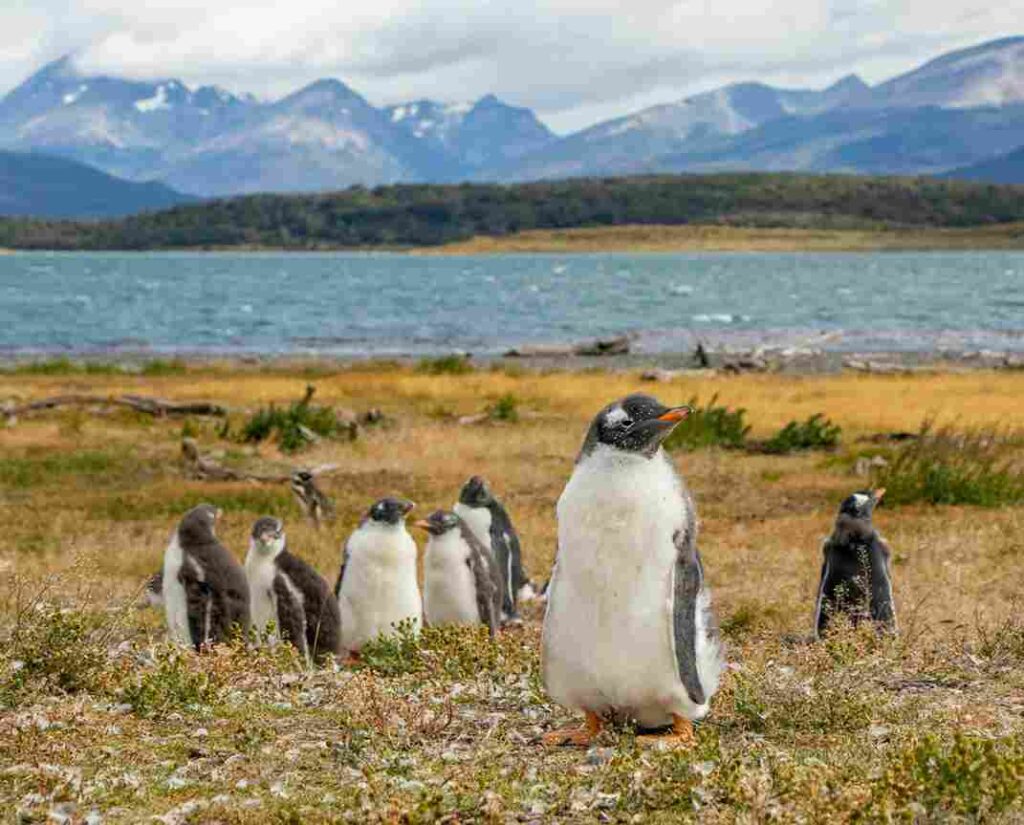 Uma colônia de pinguins no Ushuaia.