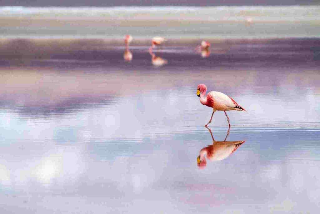 Flamingos no Salar de Uyuni.