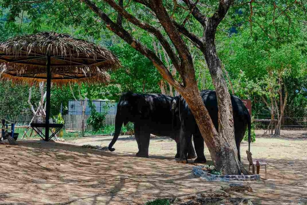 Elephant Nature Park, em Chiang Mai