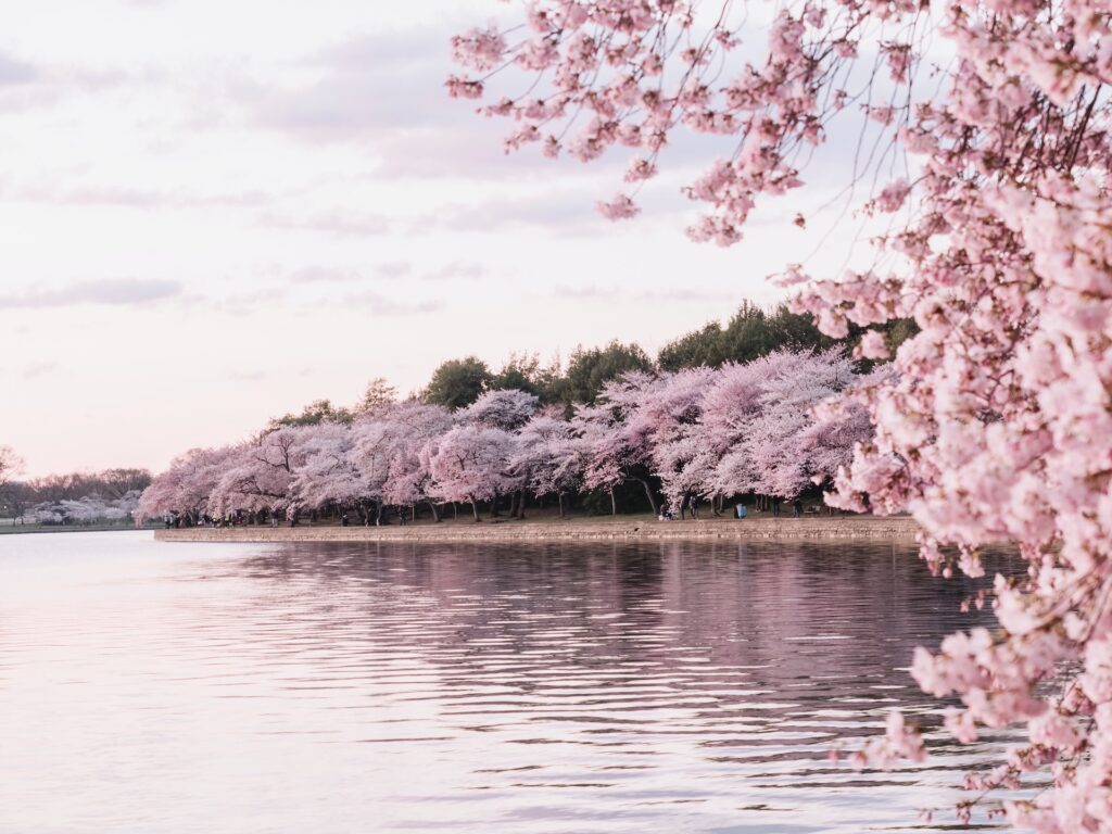 Cherry blossom season in japan