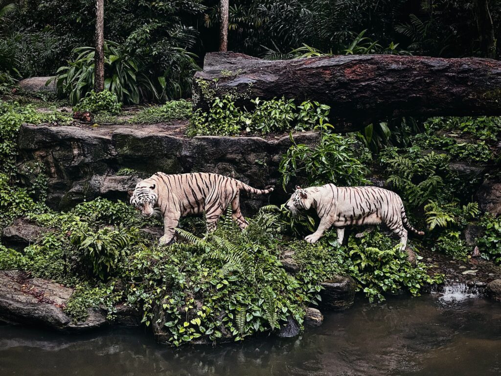 Magestic Tigers in the Singapore Zoo