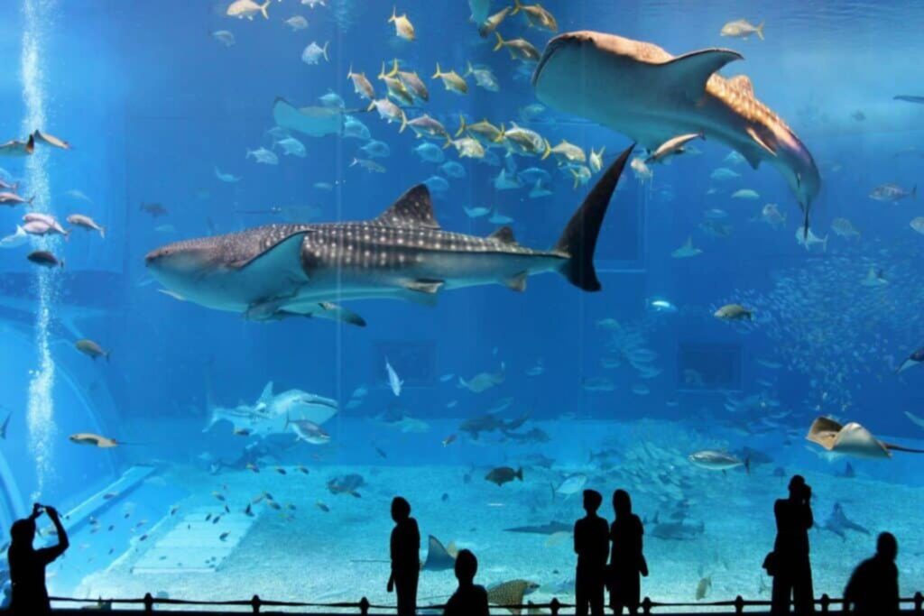 Things to do Osaka Aquarium