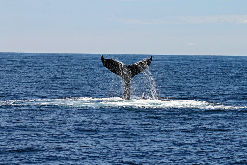 See the whales off the coast