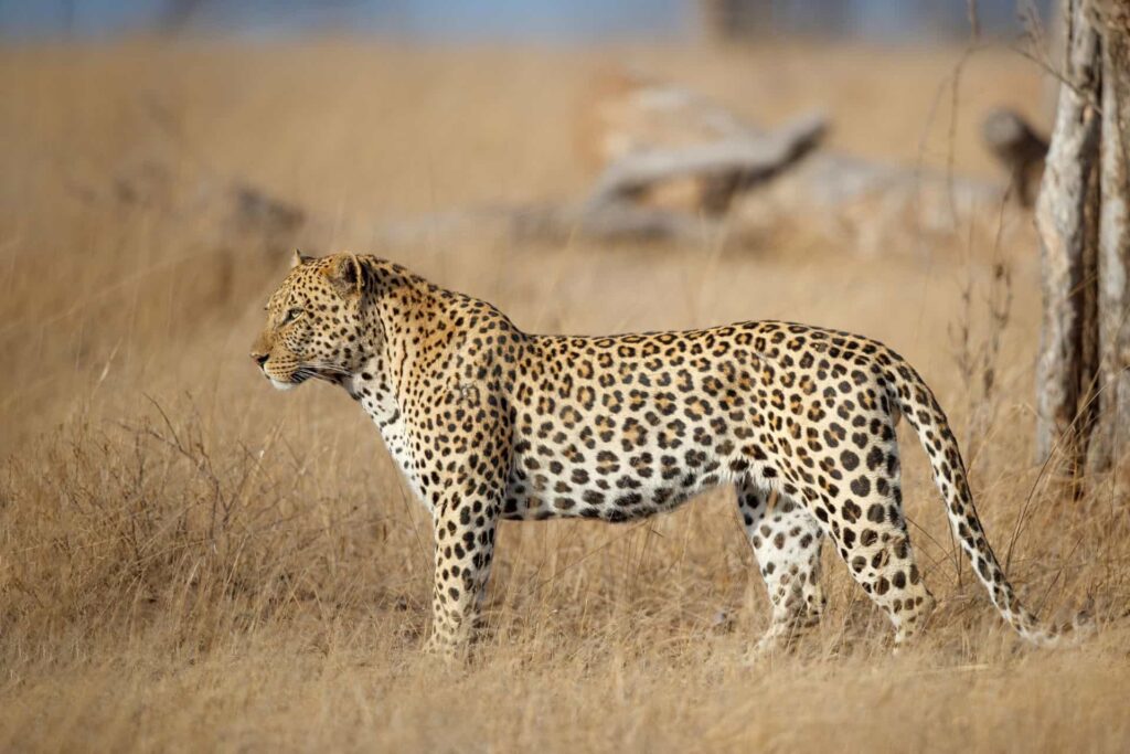 leopard in sabi sands