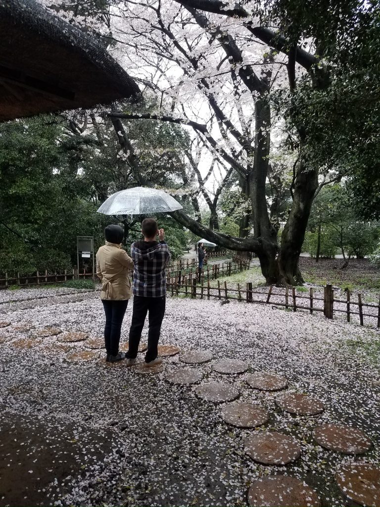 Couple enjoying the view of a blossoming cherry tree in Japan