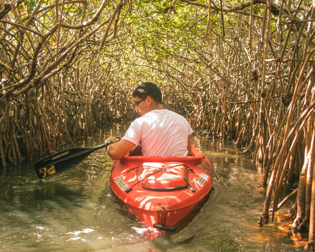 Man in a kayak exploring the mangrove forrest in Puerto Rico