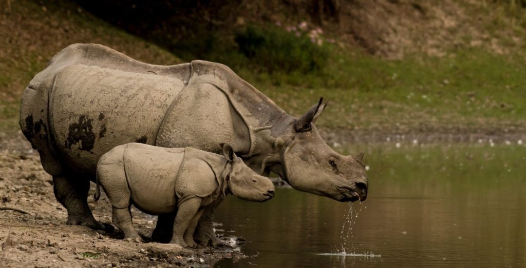 One-horned rhinos at Kaziranga