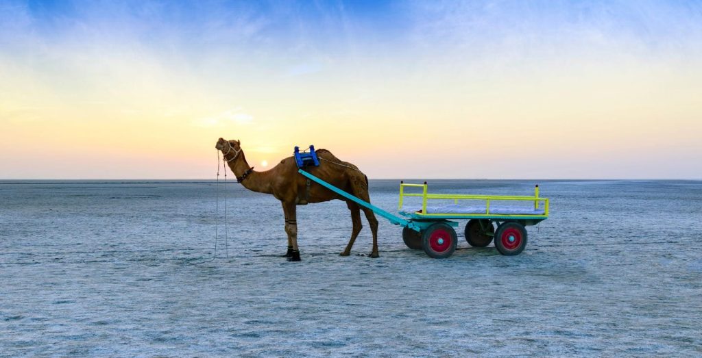 Sunset camel ride at Rann of Kutch, Gujarat.
