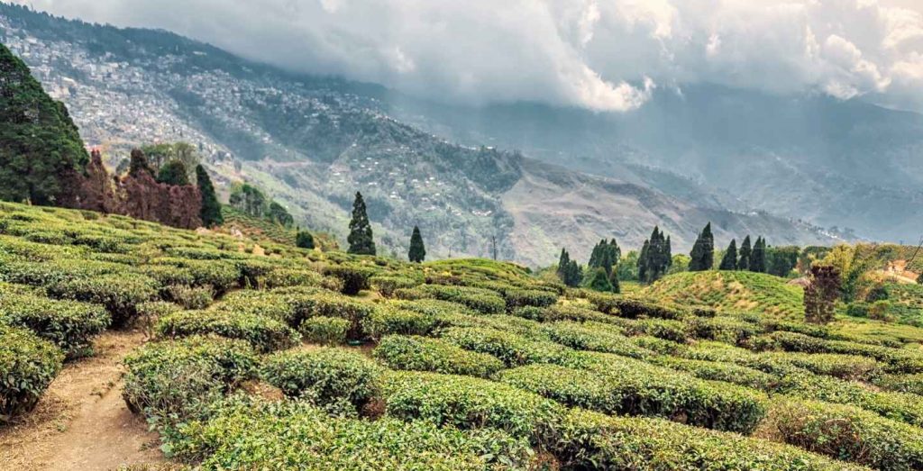 Tea estate, Darjeeling