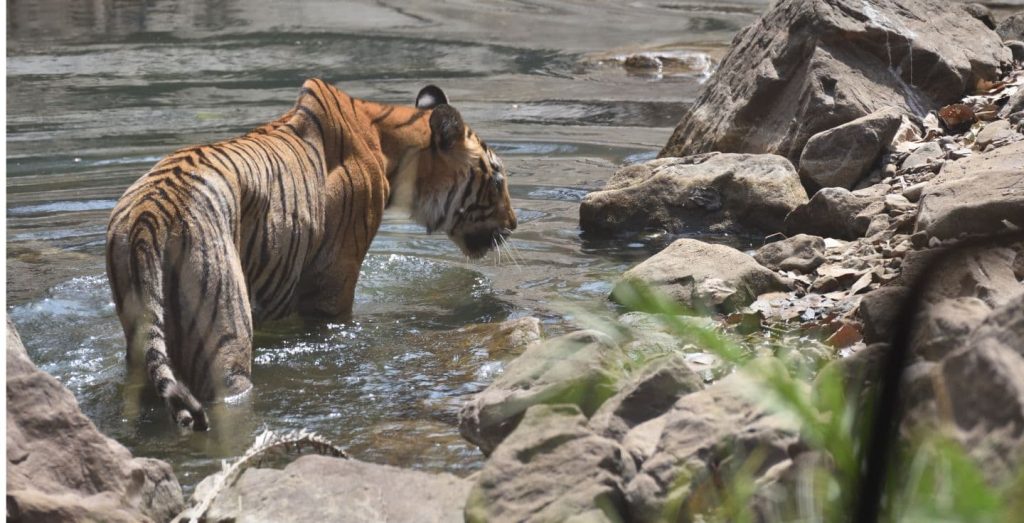 Tiger drinking from a water hole in Ranthambhore