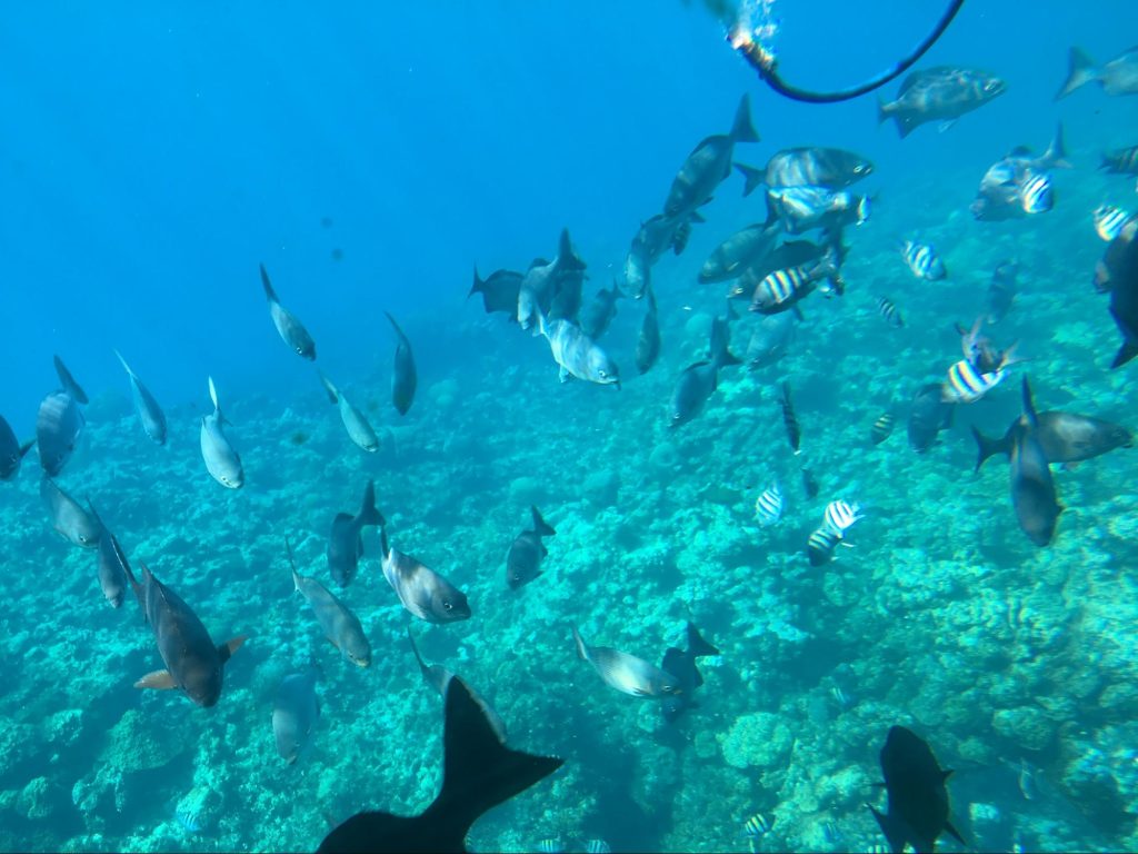 underwater snorkel shot