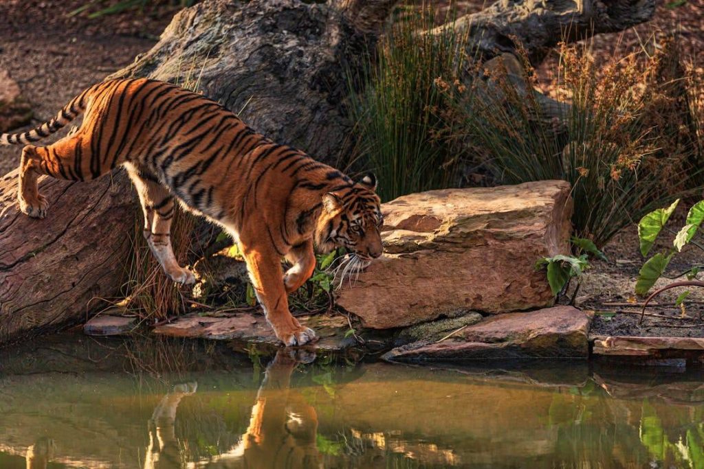 bengal tiger in nepal